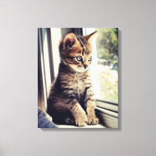 Lienzo Observación del gatito del Tabby