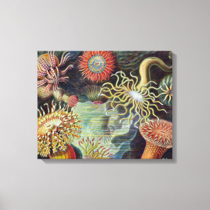 Lienzo Océano marino Anemone Científico