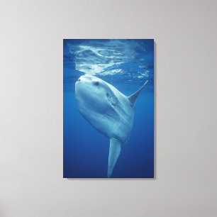 Lienzo Océano Sunfish