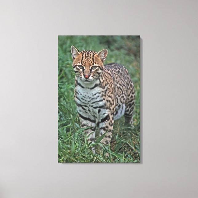 Lienzo OCELOTE (Leopardus pardalis) AMÉRICA CENTRAL (Anverso)