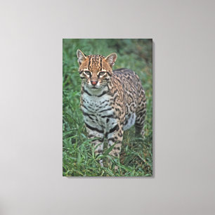 Lienzo OCELOTE (Leopardus pardalis) AMÉRICA CENTRAL