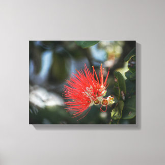 Lienzo Ohia Lehua Blossom