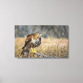 Lienzo ojo de halcones