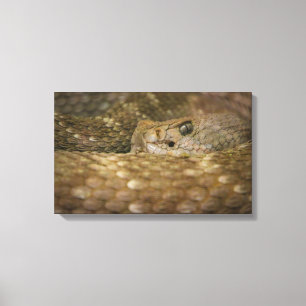 Lienzo ojo de serpiente