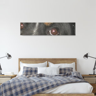 Lienzo Ojos de perro de montaña de Berna