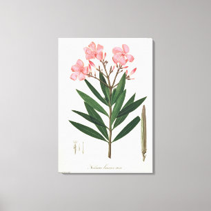Lienzo Oleander de "Phytographie Medicale" por el Ro de