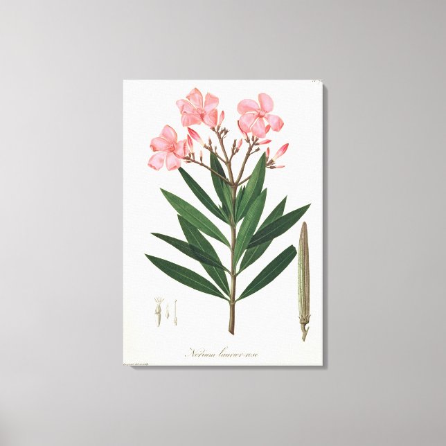 Lienzo Oleander de 'Phytographie Medicale' por Joseph Ro (Anverso)