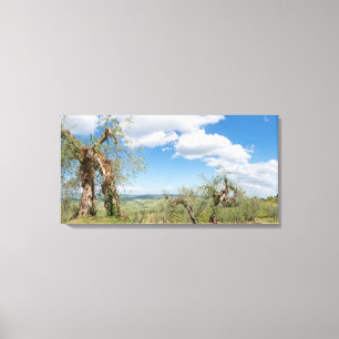 Lienzo Olivos antiguos en un paisaje en Toscana