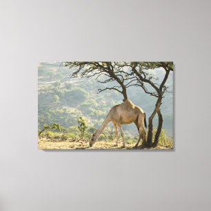 Lienzo Omán, región de Dhofar, Salalah. Camel