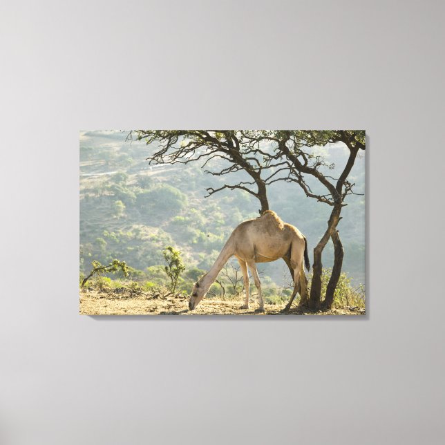 Lienzo Omán, región de Dhofar, Salalah. Camel (Anverso)