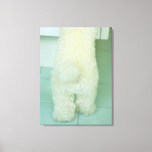 Lienzo Opinión baja de la sección un caniche miniatura