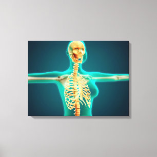 Lienzo Opinión de la radiografía del cuerpo superior