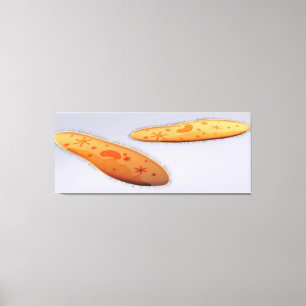 Lienzo Opinión microscópica el Paramecium 4