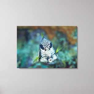 Lienzo Opinión subacuática el Trunkfish liso (Lactophry