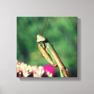 Lienzo Orando a los Mantis hacia arriba