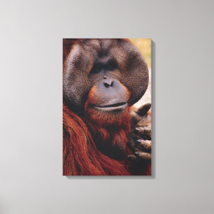 Lienzo Orangután