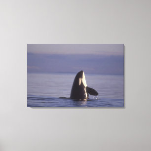 Lienzo Orca asesina (Orca orcinus) espiando cerca