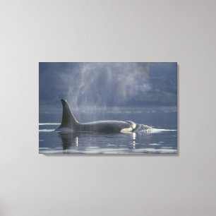 Lienzo Orca hembra adulta (Orcinus Orca), Puget