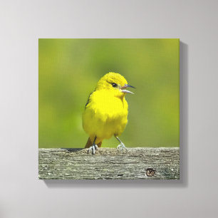Lienzo Orchard Oriole - Foto original