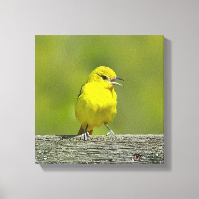 Lienzo Orchard Oriole - Foto original (Anverso)