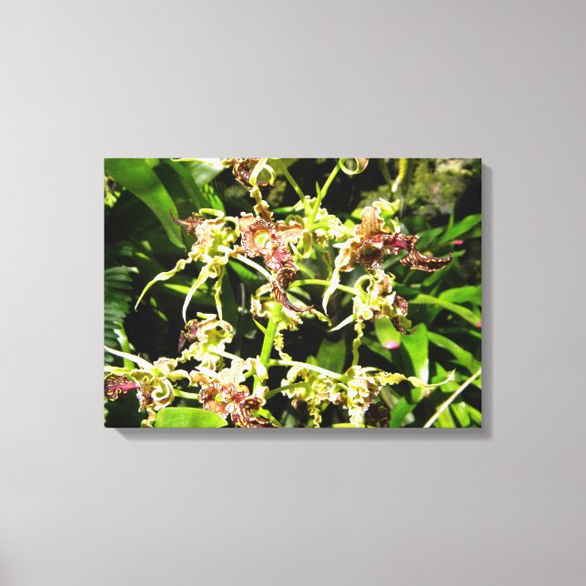 Lienzo Orchids Canvas (Anverso)