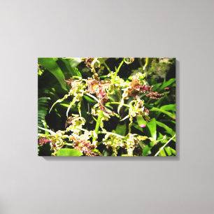 Lienzo Orchids Canvas