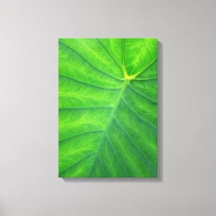 Lienzo Orejas elefantes - Colocasia