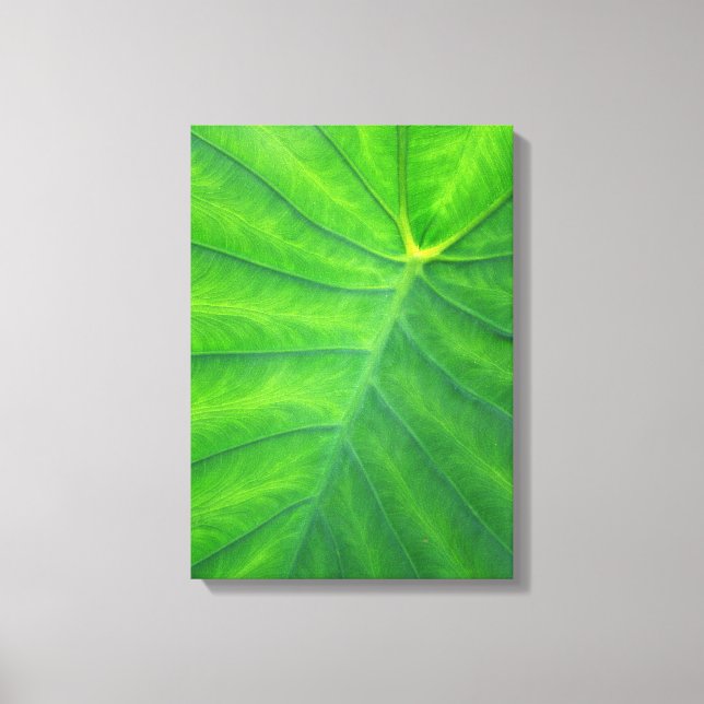 Lienzo Orejas elefantes - Colocasia (Anverso)