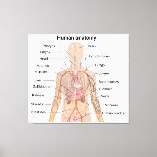 Lienzo Organismos internos Organismos humanos anatomía co