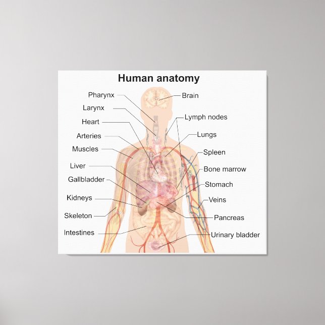 Lienzo Organismos internos Organismos humanos anatomía co (Anverso)