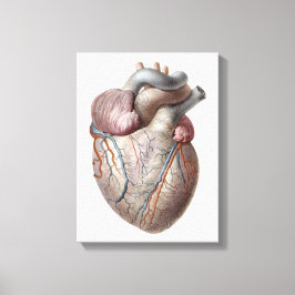 Lienzo Órganos del corazón de anatomía humana vintage san