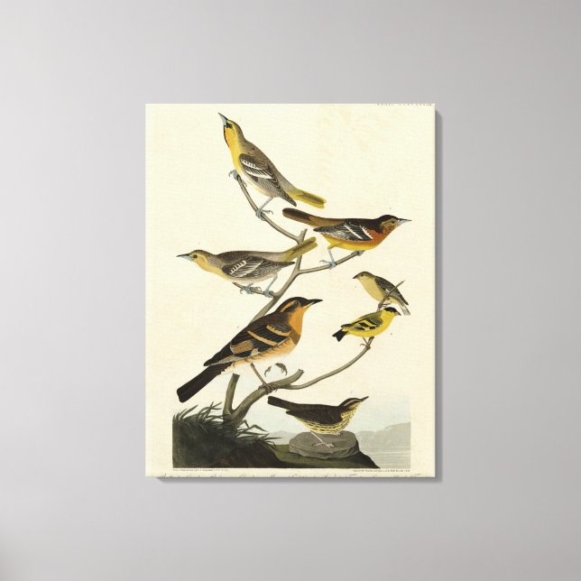 Lienzo Orioles, arrebatos, de los pájaros de América de A (Anverso)