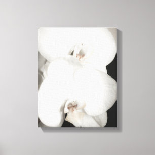 Lienzo Orquídea 8931