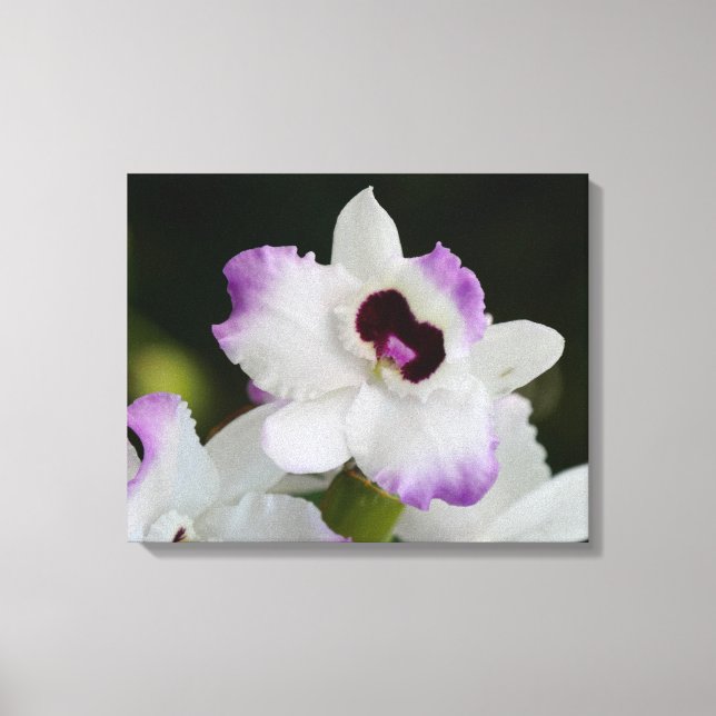 Lienzo Orquídea blanca y púrpura (Anverso)