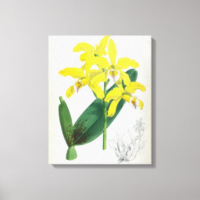 Lienzo Orquídea de Lindenia Amarilla (Anverso)