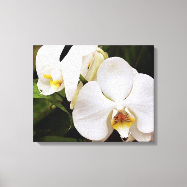 Lienzo Orquídea Luna Blanca (Phalaenopsis Aphrodite) (Anverso)