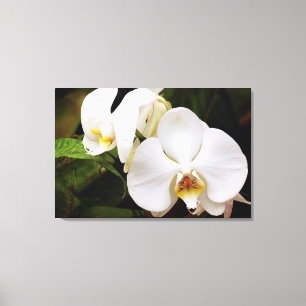 Lienzo Orquídea Luna Blanca (Phalaenopsis Aphrodite)