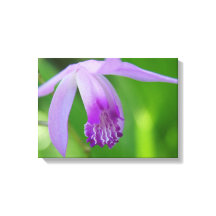 ¡Orquídea por ti!
