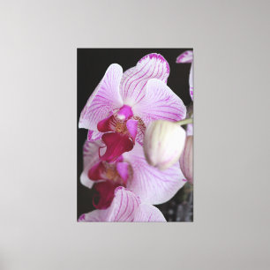 Lienzo Orquídeas