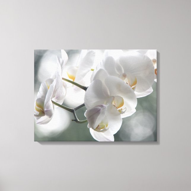 Lienzo Orquídeas blancas-artísticas (Anverso)