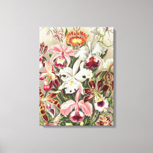 Lienzo Orquídeas, Orchideae Denusblumen, por Ernst Haecke