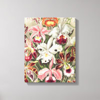 Orquídeas, Orchideae Denusblumen, por Ernst Haecke