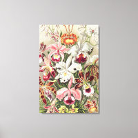 Orquídeas, Orchideae Denusblumen por Ernst Haeckel