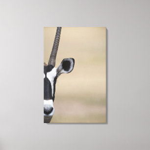 Lienzo Oryx también llamado Gemsbock, Oryx gazella, Auob