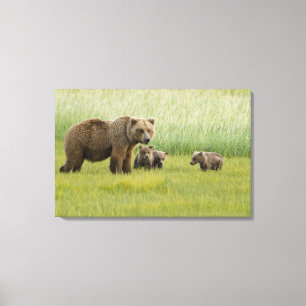 Lienzo Osa de oso pardo de Alaska y tres crías, Ursus