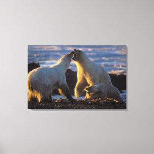 Lienzo Osa de oso polar con cría al lado, 1002 costera