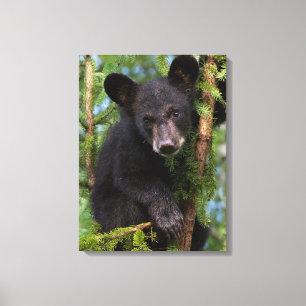 Lienzo Osezno de oso negro jugando en árboles