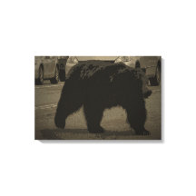 Oso en la carretera Parque Nacional Yellowstone WY