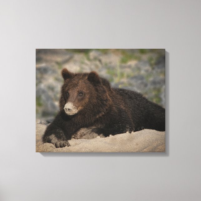 Lienzo Oso Grizzly Con Una Nariz Arena (Anverso)