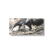 Oso hormiguero gigante en Sudamérica